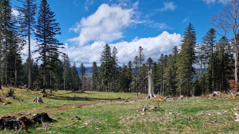 VDT3
