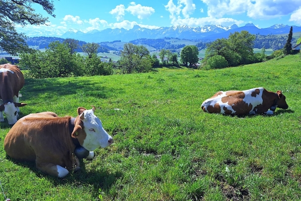 15. Auf dem Gürbetaler Höhenweg (BE)