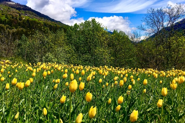 2021_24_Grengiols_02