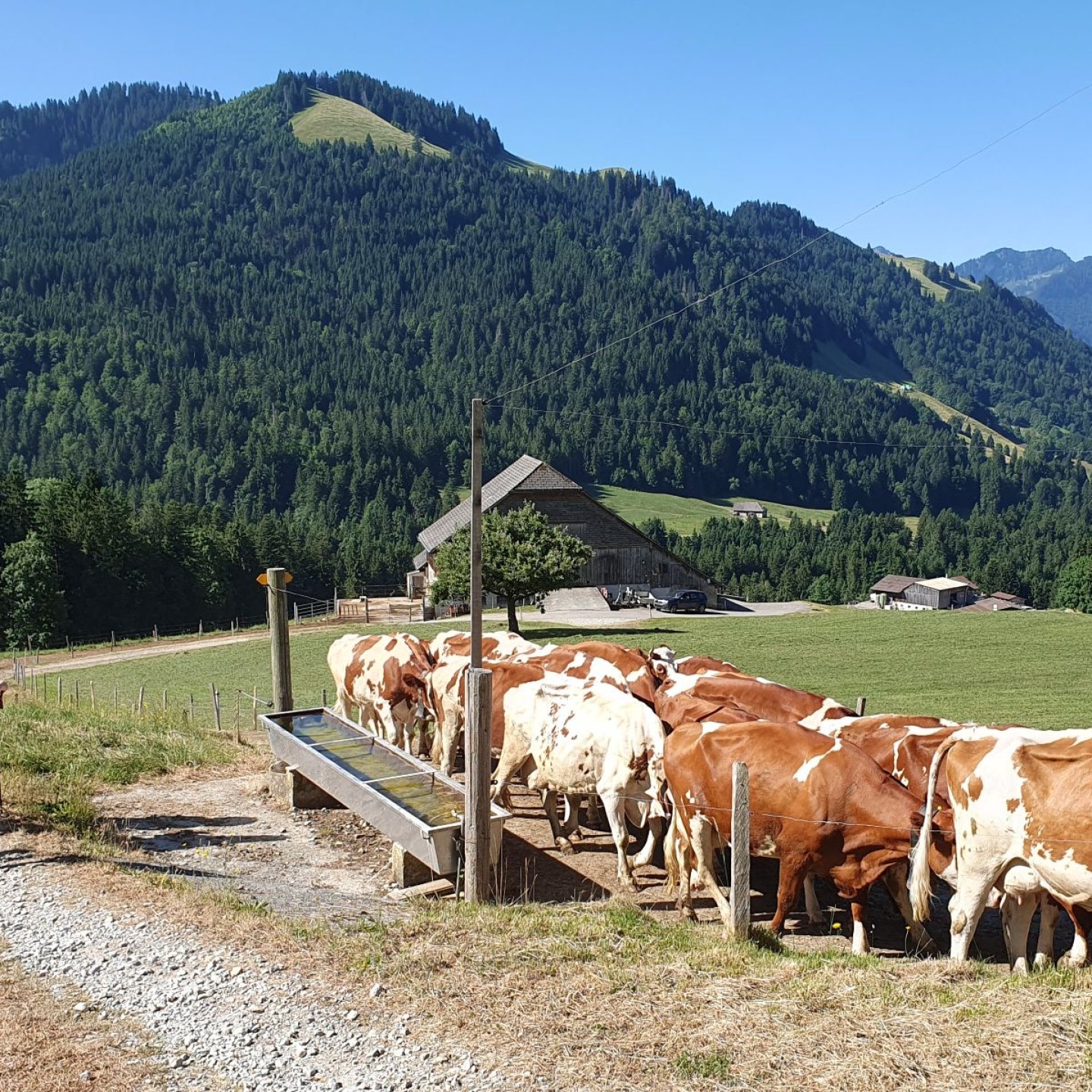 20250628_Rando_vaches