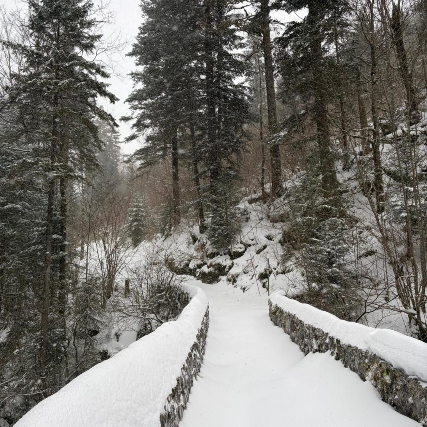 A9e1a4ad-0750-4817-8150-dbf7f4b82658 (1)