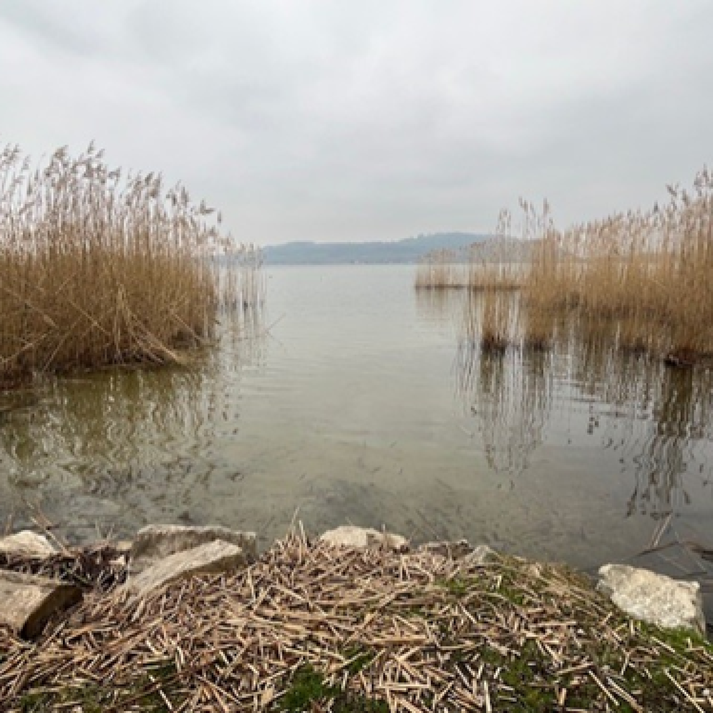 Image1