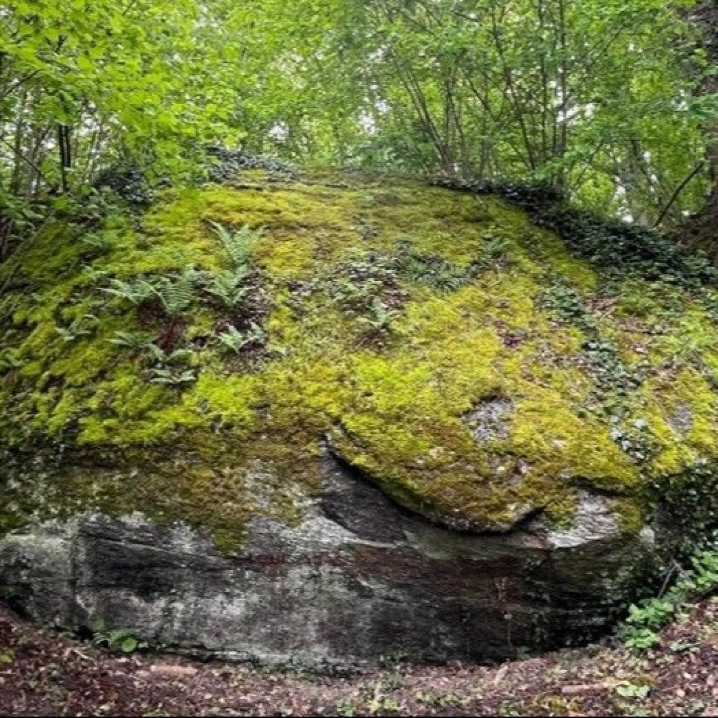 12_Photo_Palet roulant_01_Frieg