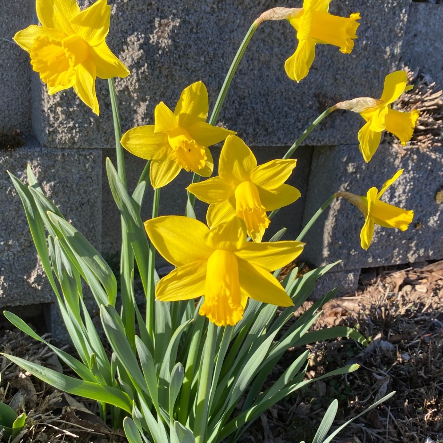 Jonquilles